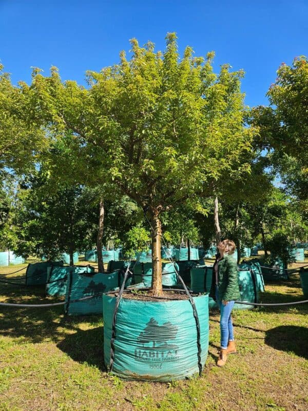 Find Your Tree - Habitat Mature Tree Nursery