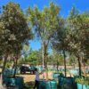 Habitat-Tree-Nursery-Karee-Searsia-Lancea