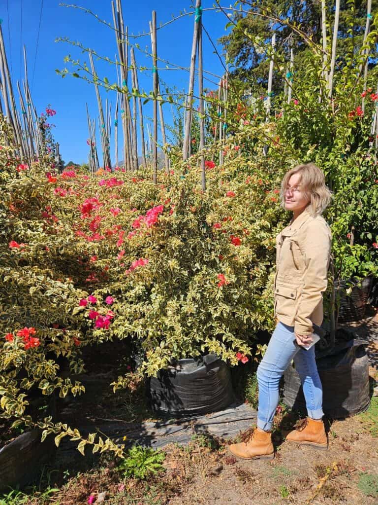 Habitat-Tree-Nursery-Bouagainvillea-Various