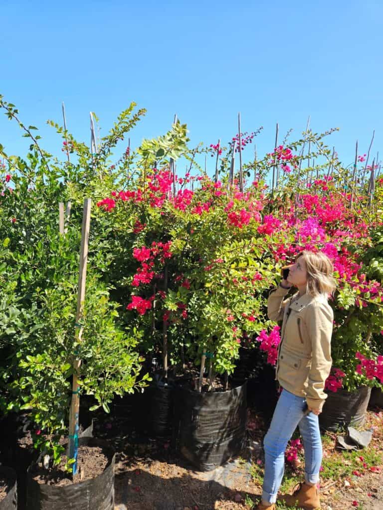Habitat-Tree-Nursery-Bouagainvillea-Various