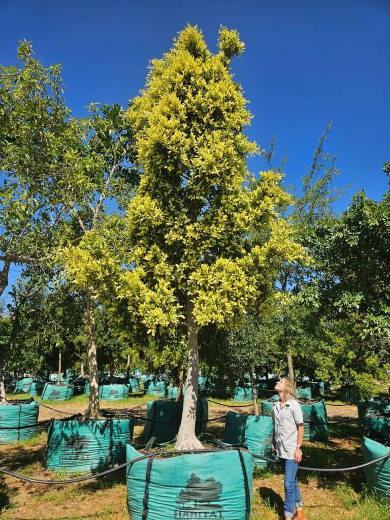 Habitat-Tree-Nursery-Ficus-Variegated-Golden-King