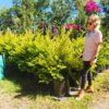 Habitat-Tree-Nursery-Golden-Duranta-Gold