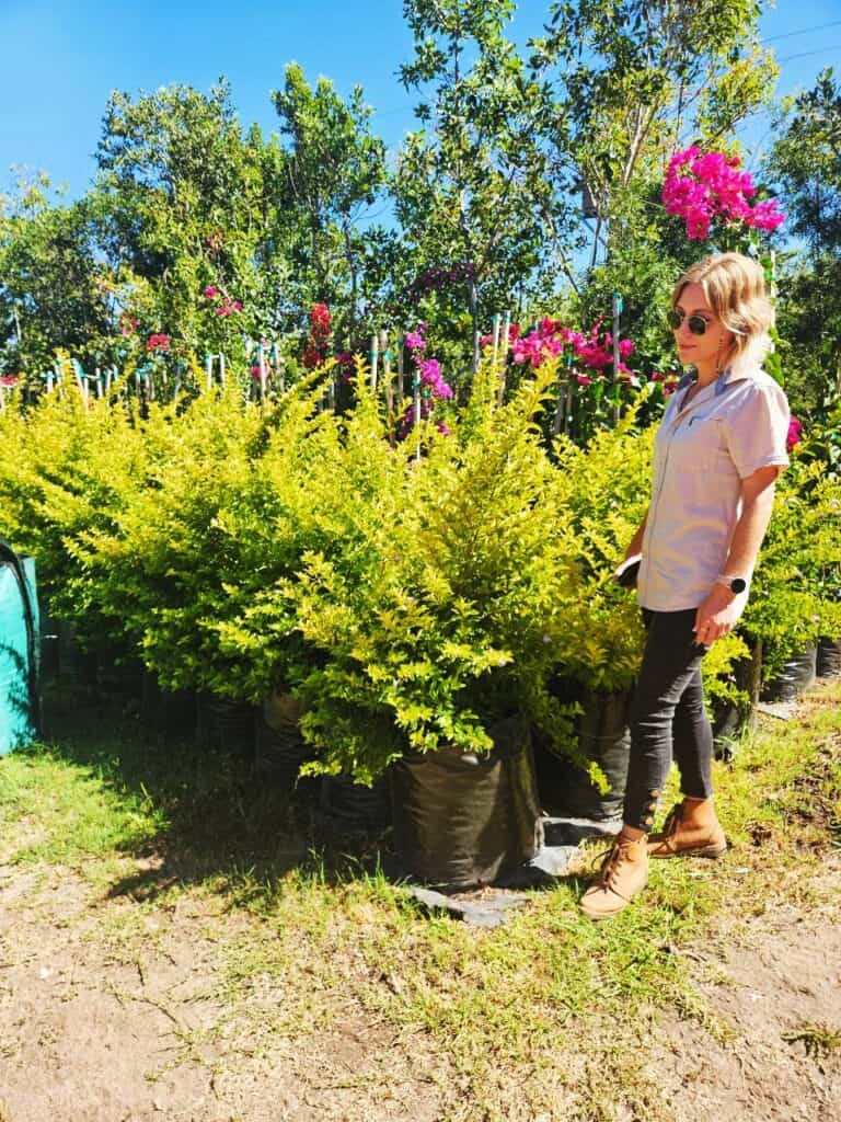 Habitat-Tree-Nursery-Golden-Duranta-Gold