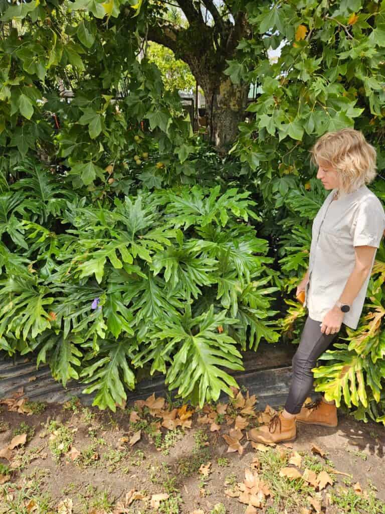 Habitat-Tree-Nursery-Philodendron-Selloum