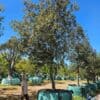 Habitat-Tree-Nursery-Quercus-ilex-Holly-Oak-Holm Oak