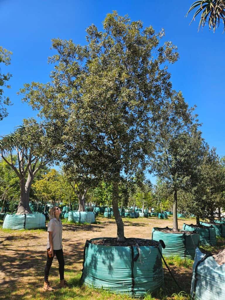 Habitat-Tree-Nursery-Quercus-ilex-Holly-Oak-Holm Oak
