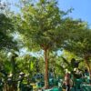 Habitat-Tree-Nursery-Senegalia-Galpinii-Monkey-Thorn
