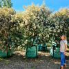 Habitat-Tree-Nursery-Tarchonanthus-Camphoratus-Camphor-Bush
