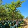 Habitat-Tree-Nursery-Vachellia-Sberiana-Woodii-Paperbark